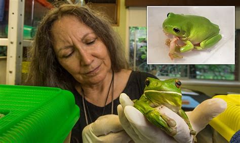 Five-legged frog recovering from amputation is caught in limbo due to coronavirus restrictions ...