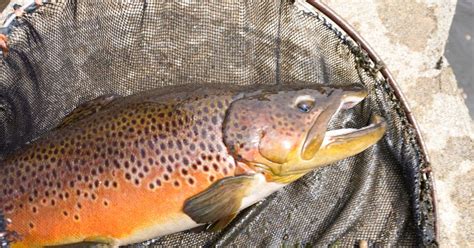 Best Bait For Brown Trout What Works Best In Rivers And Streams