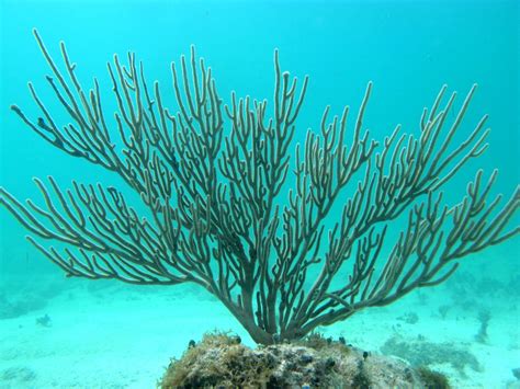 Gorgonians Barbuda2 Smith Lab