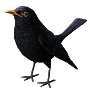 Bird animated gifs | Original hand made bird animations