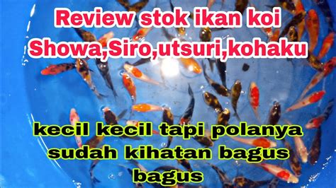 Review Stok Ikan Koi Showasiroutsurikohaku Kecil Youtube