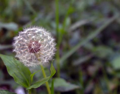 Dandelion Seeds Flower - Free photo on Pixabay - Pixabay