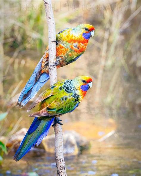 Попугай Розелла — фото, описание, содержание дома Parrotologia.com