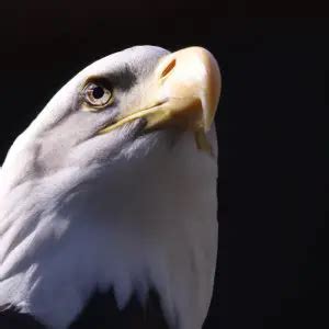 Cuál es el hábitat del águila calva Aves Mundo