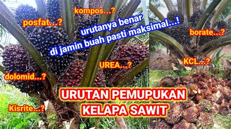 Urutan Pemupukan Kelapa Sawit Yang Benar Agar Buah Sawit Maksimal