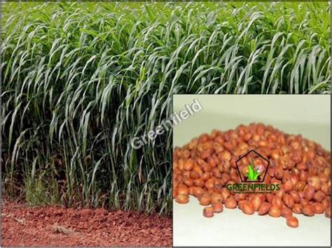 Sorghum Sudan Grass Seeds At Best Price In Ahmedabad Sudarshan Agri Genetics P Ltd