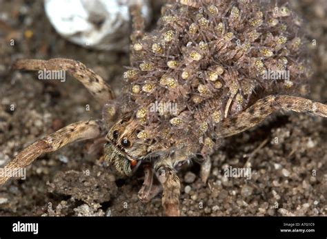 Wolf Spider And Spiderlings Stock Photos And Wolf Spider And Spiderlings