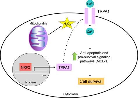 Ros Promotes Cancer Cell Survival Through Calcium Signaling Cancer Cell