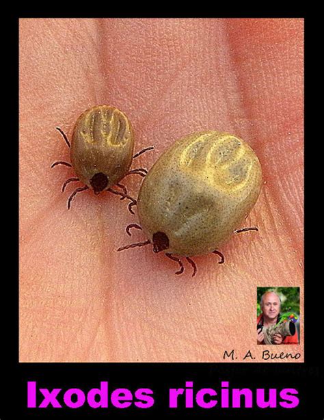 Huesca Y La Sierra De Guara Ixodes Ricinus Carl Von Linn