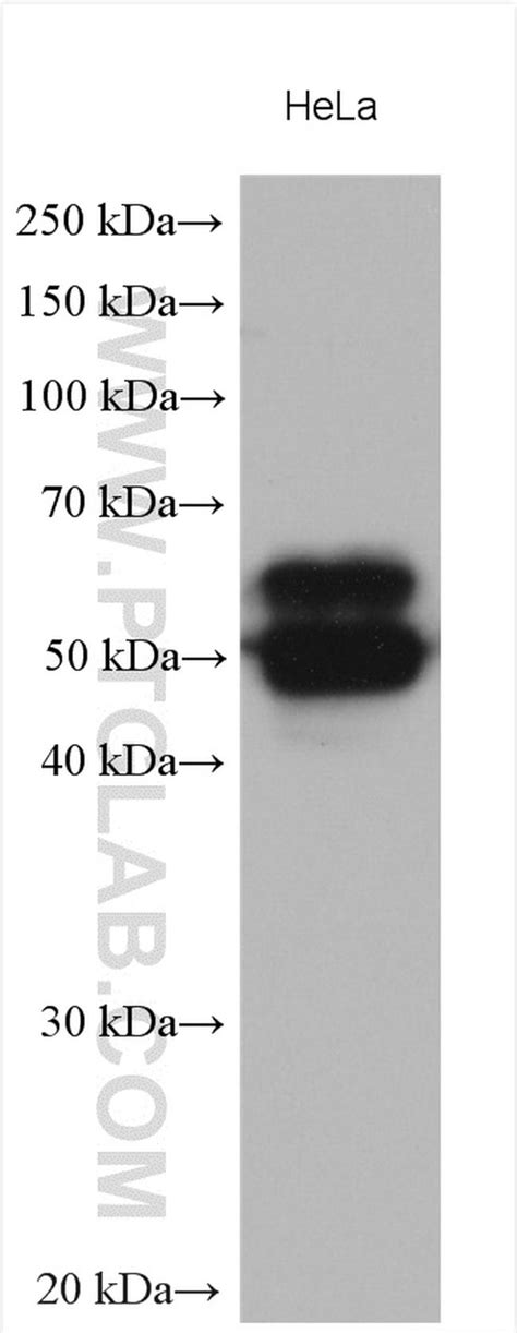 Cd46 Polyclonal Antibody 28936 1 Ap