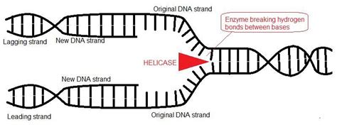 Unlabeled Dna Replication Diagram