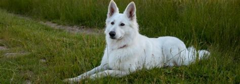 Croquettes Pour Un Berger Blanc Suisse Conseils Animaux Fr