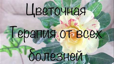 Проверим клубни и пересадим Алоказии - YouTube