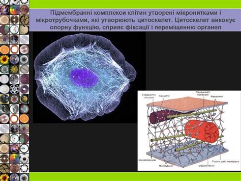 Клітинна мембрана - online presentation