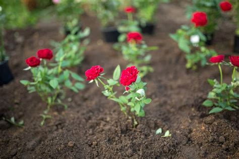 Growing Roses From Seed Tips And Techniques Petal Republic