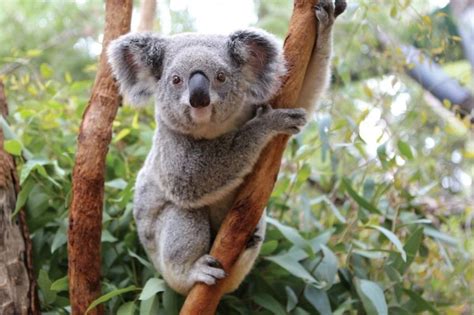 KOALA Características Qué come Dónde vive Cómo nace