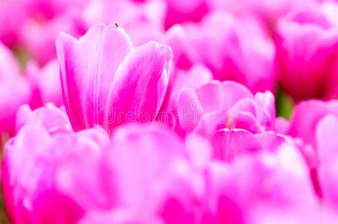 Pink Tulip In Garden Stock Image Image Of Green Vibrant 83835463