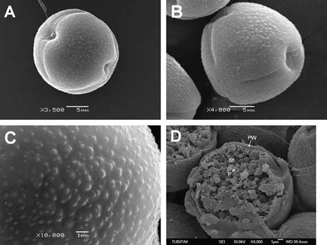 Scanning Electron Micrograph Sem Images Of Pollen Grains Of Cornelian