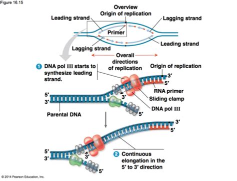 Dna Replication And Recombination Flashcards Quizlet