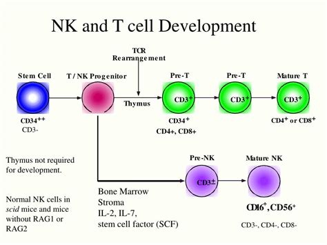 Ppt Cytotoxic T Lymphocytes Ctls And Nk Cells Powerpoint