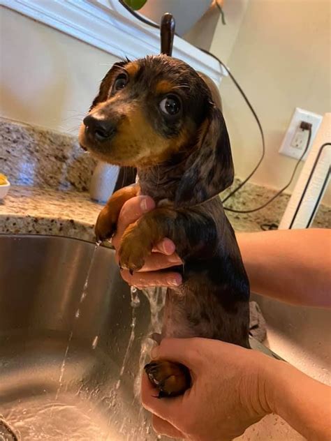 Funny Dachshund Houses Rules As A Dachshund Lover You Think That Dachshunds Are One Of The