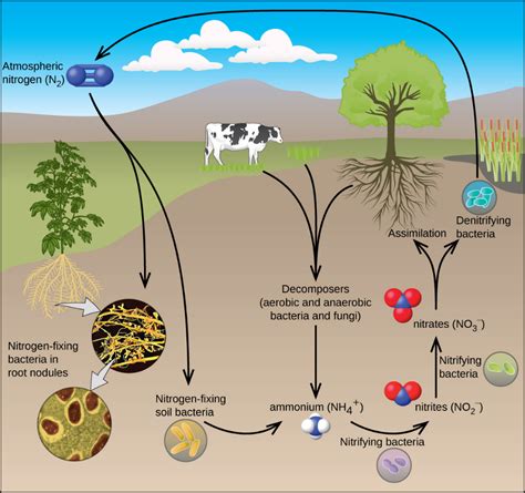 All Plants Require Nitrogen For A Reproduction B Photosynthesis C Transpiration D Growth