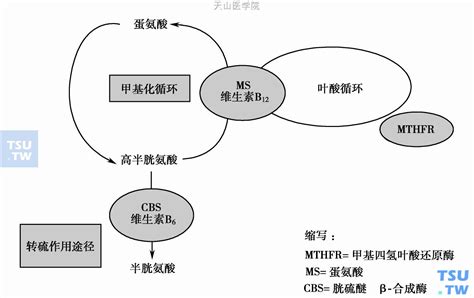 亚甲基四氢叶酸还原酶基因（mthfr）677位c→t多态性 血液病学 天山医学院