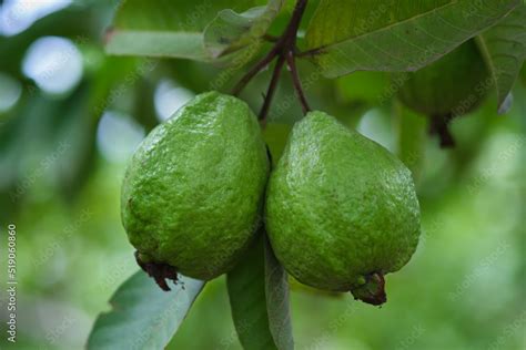 Organic guava fruit. green guava fruit hanging on tree in agriculture ...