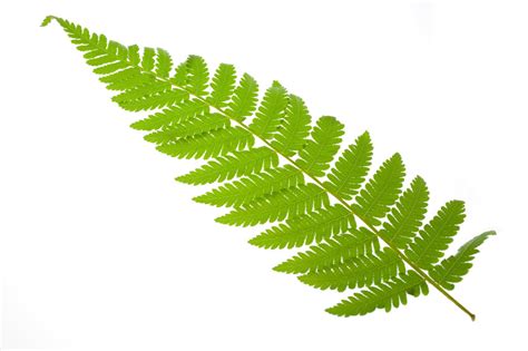 Fern Leaves Clipart Leaf