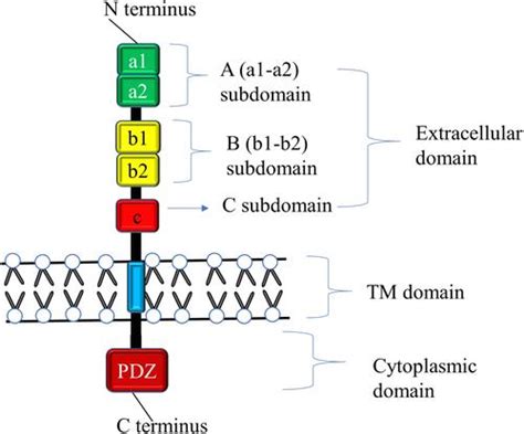 Full article: Neuropilin 1: A Novel Entry Factor for SARS-CoV-2 ...