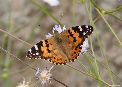 Belle Dame Vanesse Des Chardons Vanessa Cardui Le Jardin D Edwige