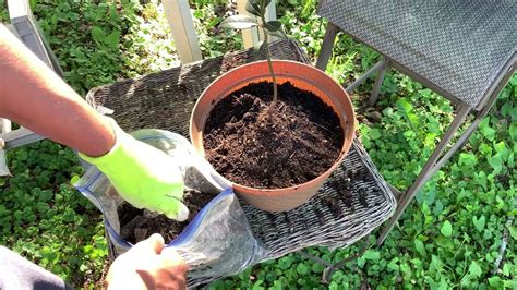 Como Trasplantar Un Arbol De Luarel How To Transplant A Bay Leaf Tree