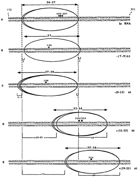 Schematic Summary Of Exonuclease Iii Protection Experiments Download Scientific Diagram