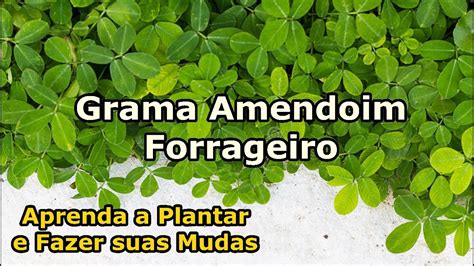 Grama Amendoim Forrageiro Como Plantar E Fazer Mudas Tudo Que