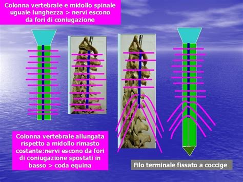 Sistema Nervoso Periferico Struttura Nervi Spinali Plessi Nervi