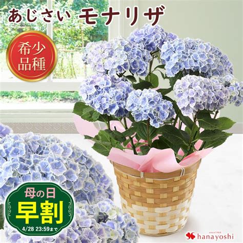 早割 母の日 2024 花 モナリザ プレゼント ギフト 5号 Inバスケット アジサイ 紫陽花 鉢植え 鉢 紫陽花 鉢花 花鉢 母の日ギフト お花 Evm24h302フラワーマーケット花