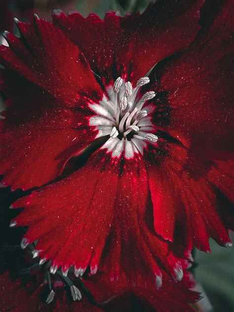 China Rose Blume Pflanze Rote Kostenloses Foto Auf Pixabay Pixabay