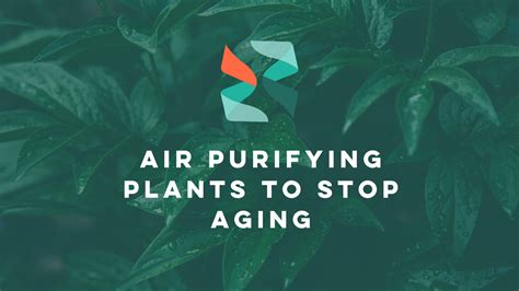 Truage Test Can Air Purifying Plants Slow Down The Aging Process