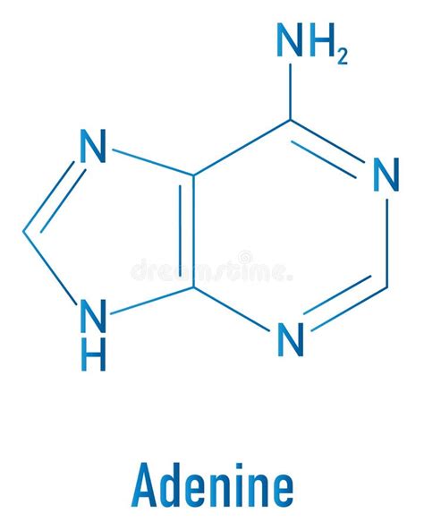 Mol Cula Adenina De Nucleobasa Purina Base Presente En Dna Y Rna