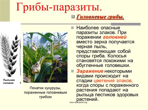 Царство Грибы. Грибы-паразиты - Презентация Биология