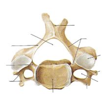 Programas De Ejercicios Para Columna Cervical