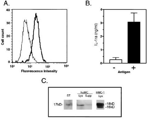 IL 1ra Protein In HuMCs And In Supernates From HuMCs After Aggregation