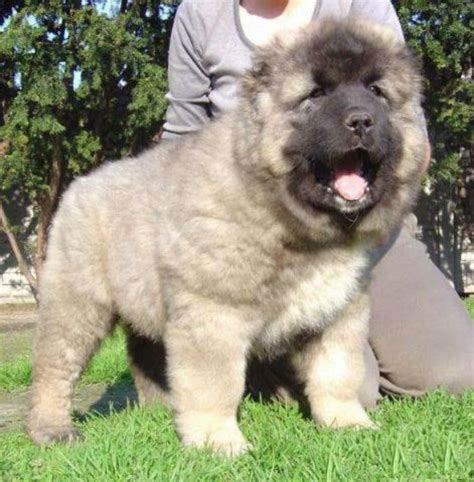 Pin By Manana Siradze On Caucasian Shepherd Dog The Same Georgian