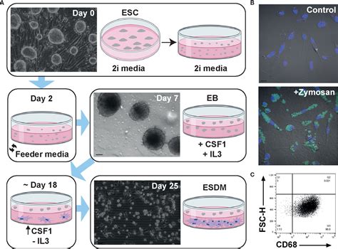 Frontiers Transcriptomic Analysis Of Rat Macrophages