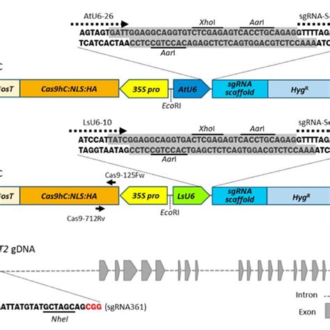 Schematic Diagrams Of Crisprcas9 Expression Vectors And Sgrna Download Scientific Diagram