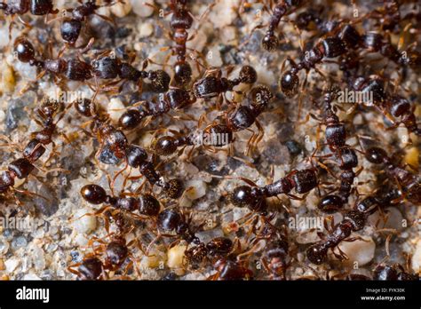 Reine Des Fourmis Banque De Photographies Et Dimages à Haute