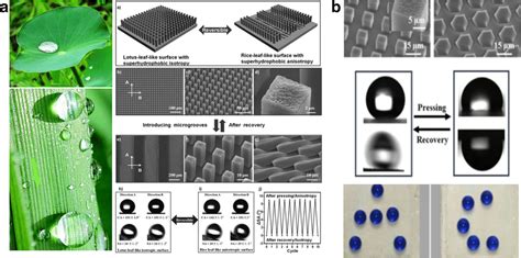 (A) Lotus and rice leaves and lotus/rive leaf-like surface: schematic ...