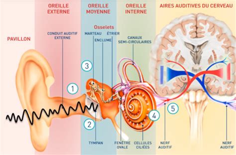 Trucs Mais Pas Astuce Le Fonctionnement De Loreille La Solution