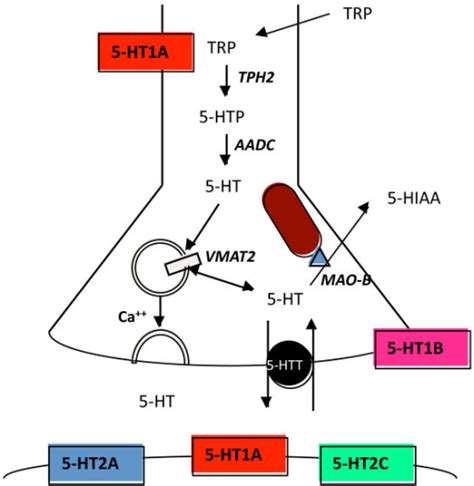 Components Of 5 HT Neurotransmission Shown Are The Maj Open I