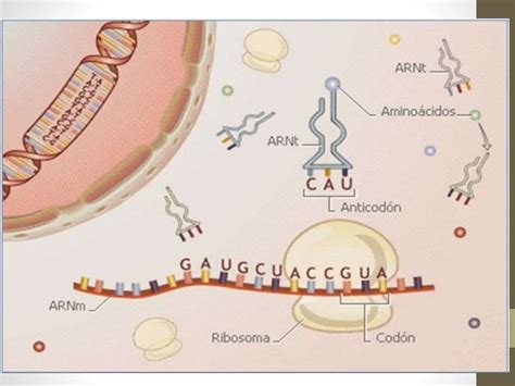 Sintesis De Proteinas Pptx C Digo Gen Tico Ppt